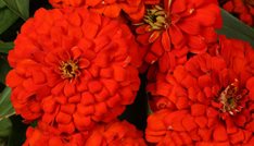 Magellan Scarlet Zinnia