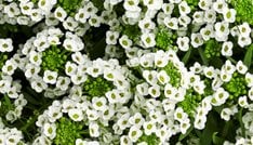 White Knight sweet alyssum