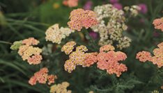 'Firefly Peach Sky' Yarrow