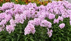 Luminary® 'Opalescence'