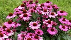 The Fuchsia is Bright coneflower