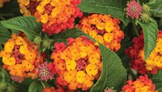 Luscious Citrus Blend lantana