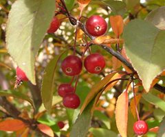 Crabapple Trees - How to Grow and Care for Flowering Crabapples ...