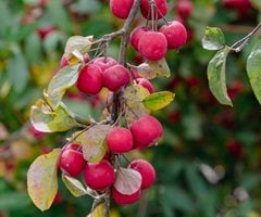 Crabapple fruit