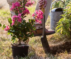 Crape Myrtle, Planting, Shovel
Alamy Stock Photo
Brooklyn, NY