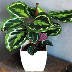 Medallion Calathea