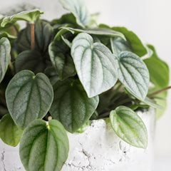 'Frost' peperomia