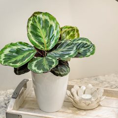 Medallion Calathea