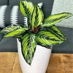 Pinstripe Calathea
