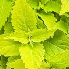 Colorblaze Lime Time Coleus, Electric Lime Coleus, Solenostemon Scutellarioidesprouvés gagnantssycamore, IL