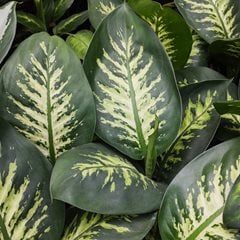 Dieffenbachia seguine