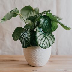 Round-Leaf Calathea