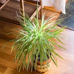 'Song of India' Dracaena plant