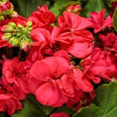 Boldly Coral Geranium, Interspecific Geranium, Pelargonium Interspecific
Proven Winners
Sycamore, IL