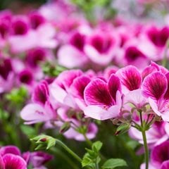Pelargonium Darmsden, Angel Pelargonium, Geranium
Alamy Stock Photo
Brooklyn, NY