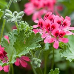 Pelargonium Graveolens, Rose-Scented, Pink Flower, Geranium
Alamy Stock Photo
Brooklyn, NY