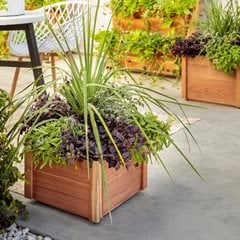 Spikes Dracaena in container