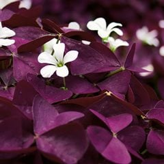 Purple shamrock plant