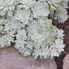 Echeveria elegans