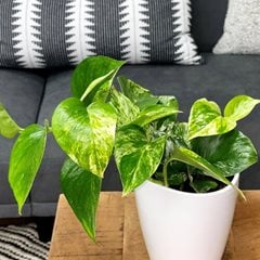 Golden Pothos plant