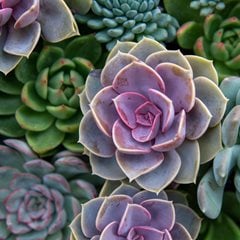 How to Grow Echeveria: Care, Planting, & Types