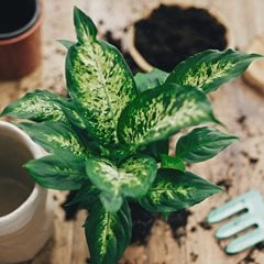 Planting a Dieffenbachia