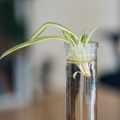 Spider plant baby rooting in water