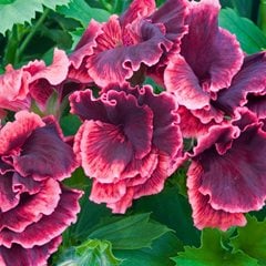 Pelargonium Domesticum, Regal Geranium, Rimfire
Alamy Stock Photo
Brooklyn, NY