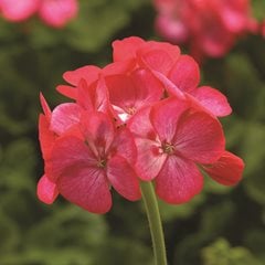 Rose Ice Zonal Geranium, Pelargonium Zonale
Proven Winners
Sycamore, IL