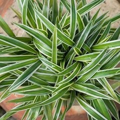 Variegated Spider Plant