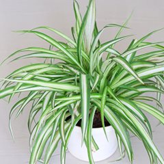 Large Spider Plant 'Reverse' (Chlorophytum comosum) – Rooted