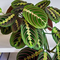 Maranta leuconeura