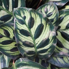 Peacock Plant