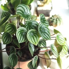 Watermelon peperomia