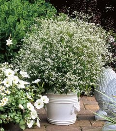 Diamond Frost Euphorbia, Euphorbia Hybrid
Proven Winners
Sycamore, IL