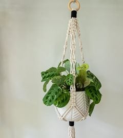 Maranta in macrame hanger