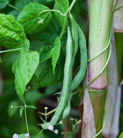 Peas Growing On Corn Stalk, Peas And Corn
Shutterstock.com
New York, NY