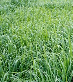 Switchgrass For Biofuel, Panicum Virgatum, Biofuel
Shutterstock.com
New York, NY