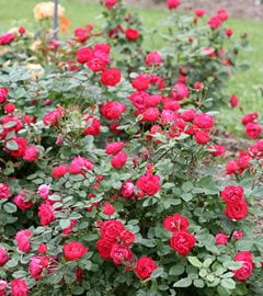 Oso Easy Double Red Rose, Landscape Rose
Proven Winners
Sycamore, IL