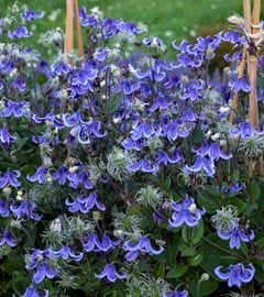 Stand By Me Bush Clematis, Bush Clematis, Blue Flowering Shrub
Proven Winners
Sycamore, IL
