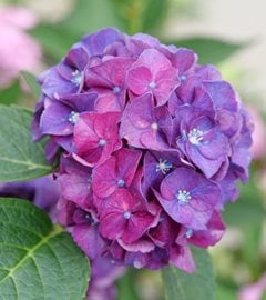 Wee Bit Grumpy Hydrangea, Hydrangea Macrophylla
Proven Winners
Sycamore, IL