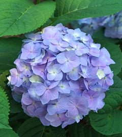 Let's Dance Sky Blue Hydrangea
Proven Winners
Sycamore, IL