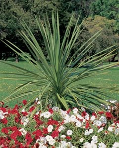 Spikes - Dracaena indivisa