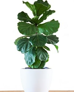 Fiddle Leaf Fig In Pot, Fiddle Leaf Fig Tree
Shutterstock.com
New York, NY
