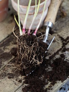 Lily Of The Valley, Pips
"Dream Team's" Portland Garden
Visions Pictures & Photography