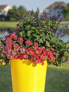 Pollinator Combo, Yellow Container, Salvia
"Dream Team's" Portland Garden
Proven Winners
Sycamore, IL