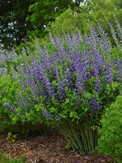 Baptisia Blueberry Sundae, Decadence Baptisia, False Indigo
Proven Winners
Sycamore, IL