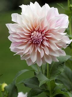 dinner plate dahlia