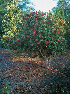Camellia Flowers, Camellia Shrub
Leu Gardens
Orlando, FL