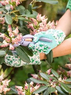 Deadheading Flowers, Rhododendron
Alamy Stock Photo
Brooklyn, NY